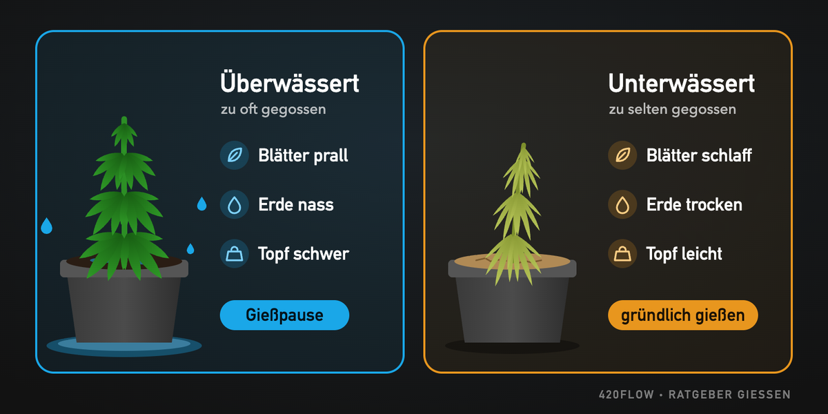 Überwässerte und unterwässerte Cannabispflanze im Vergleich: pralle Blätter, nasse Erde und schwerer Topf gegenüber schlaffen Blättern, trockener Erde und leichtem Topf