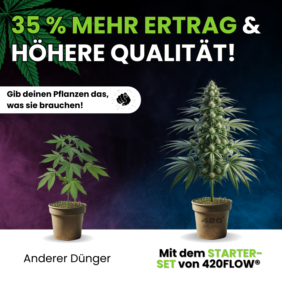 Vergleich zwischen normalem Dünger und dem 420Flow Starter-Set – bis zu 35 % mehr Ertrag und höhere Qualität bei Hanf- und Cannabispflanzen.