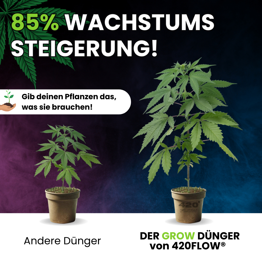 420Flow Grow Dünger im Vergleich – 85 % mehr Wachstum gegenüber anderen Düngern, sichtbar stärkere Pflanze