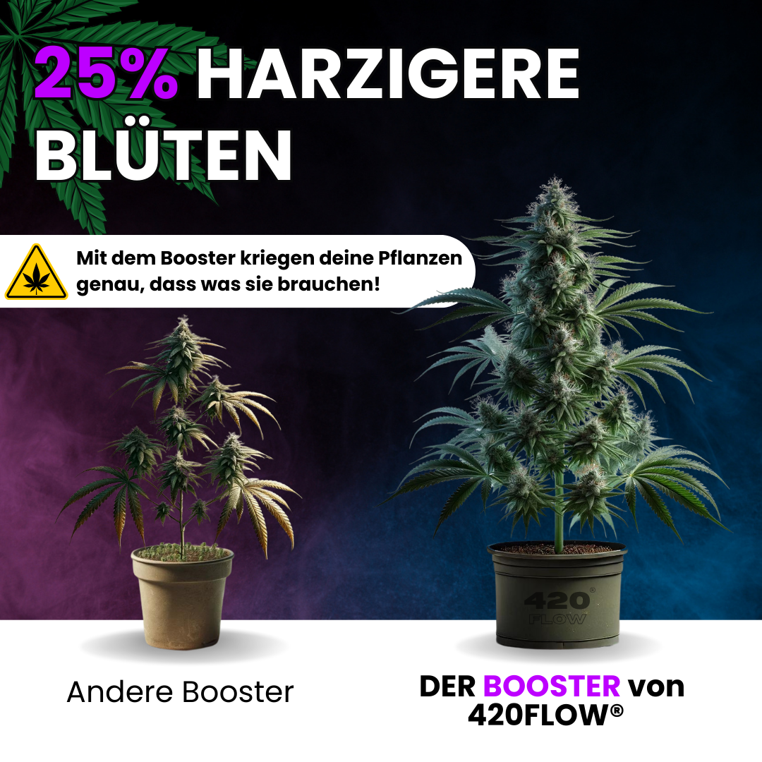 420flow Booster im Vergleich: bis zu 25 % harzigere Cannabisblüten im Vergleich zu herkömmlichen Boostern