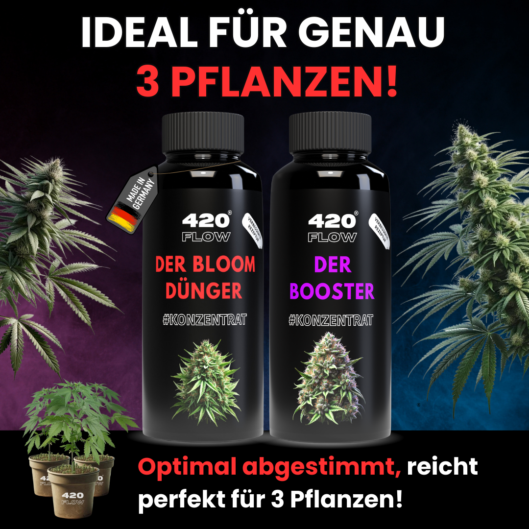 Das Set Bloom + Booster