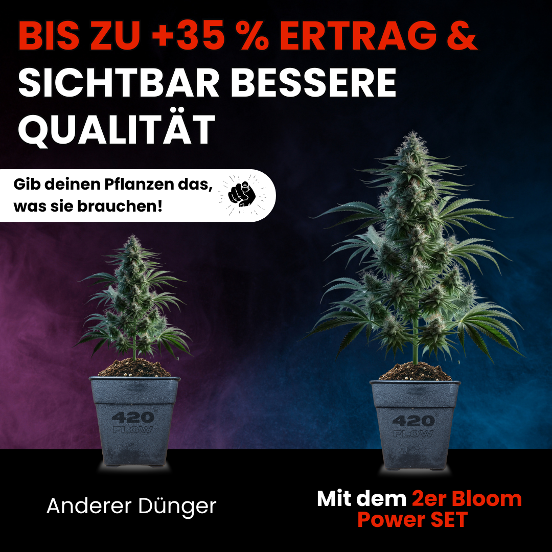 Das Set Bloom + Booster